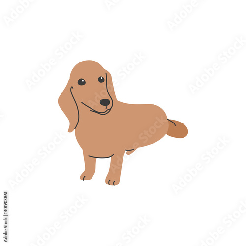 犬　ポーズ　表情　１匹　ミニチュアダックスフンド　おすわり