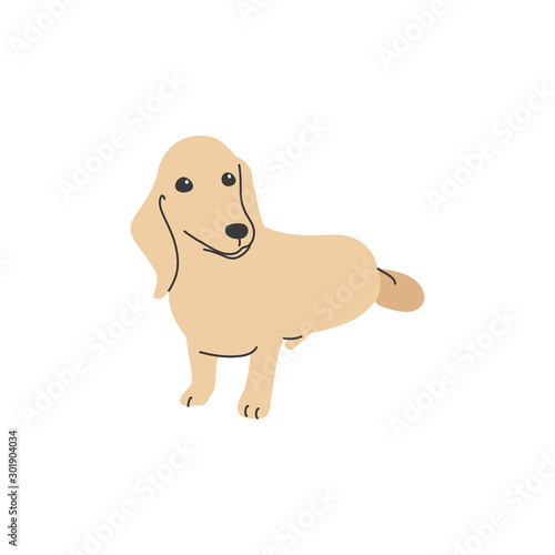 犬　ポーズ　表情　１匹　ミニチュアダックスフンド　おすわり