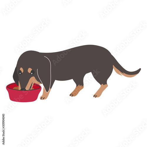 犬　ポーズ　表情　１匹　ミニチュアダックスフンド　食べる