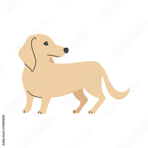 犬　ポーズ　表情　１匹　ミニチュアダックスフンド　振り向く