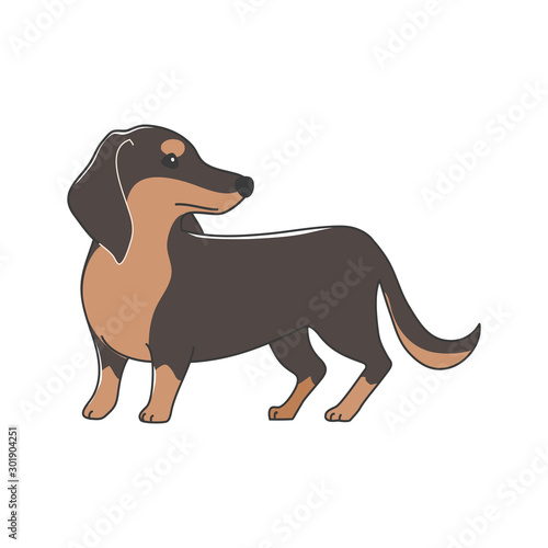 犬　ポーズ　表情　１匹　ミニチュアダックスフンド　振り向く