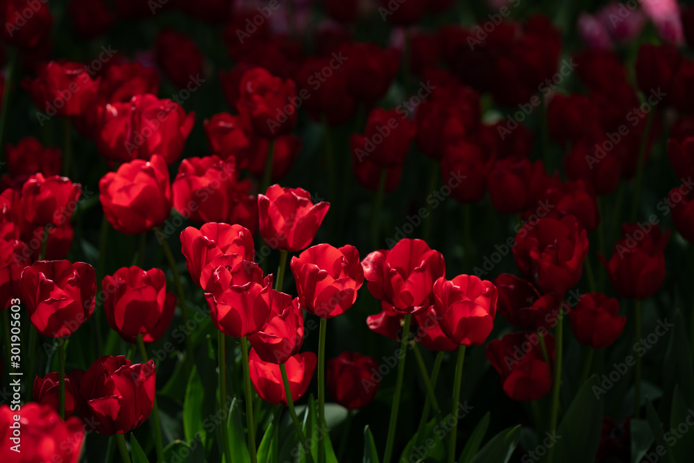 Fototapeta premium Tulips