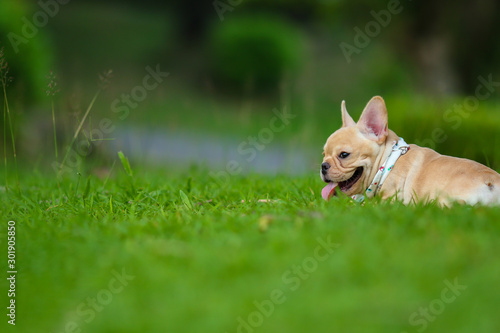 Cute French bulldog playing on green field