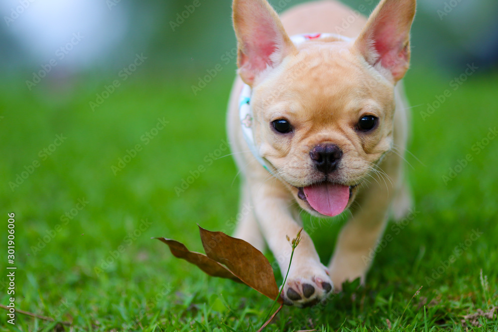 Cute French bulldog playing on green field