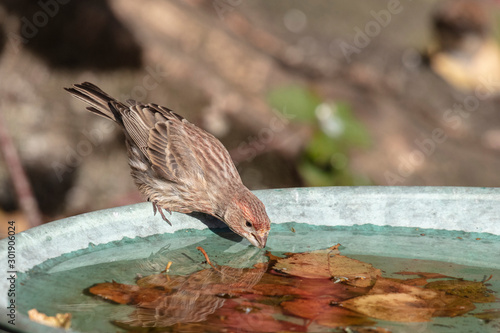 Canvas Print House finch bird