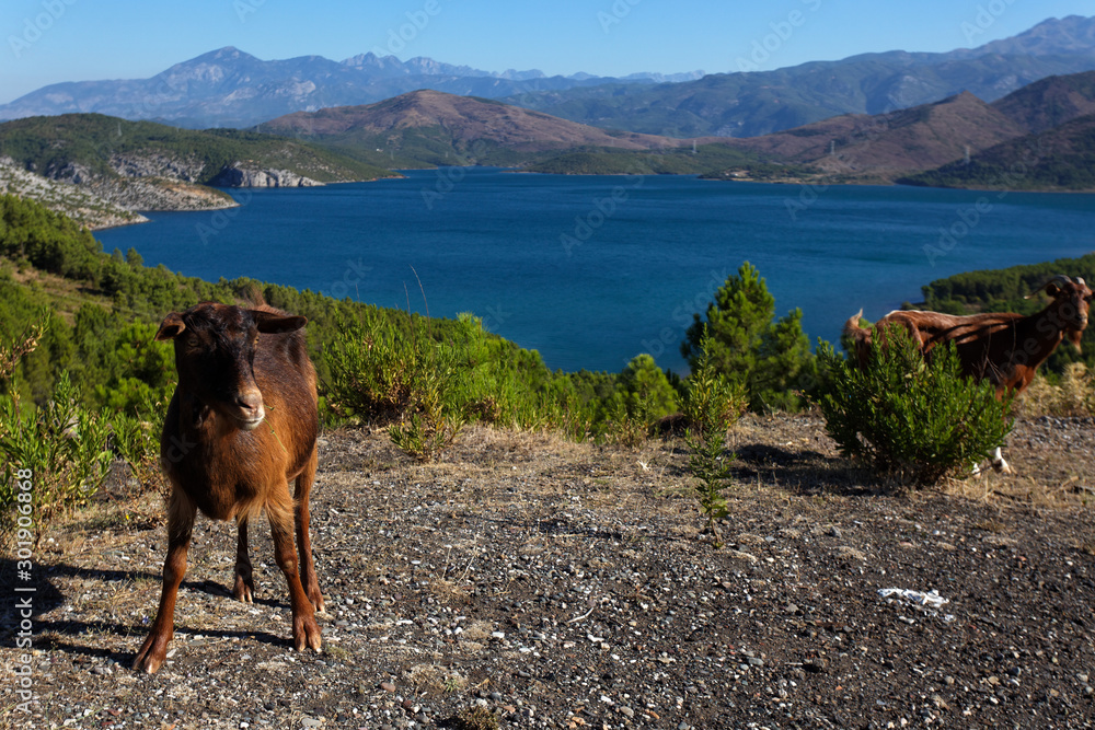 Goat in front of the Vaut te Dejes Lake (reservoir) Stock Photo | Adobe ...