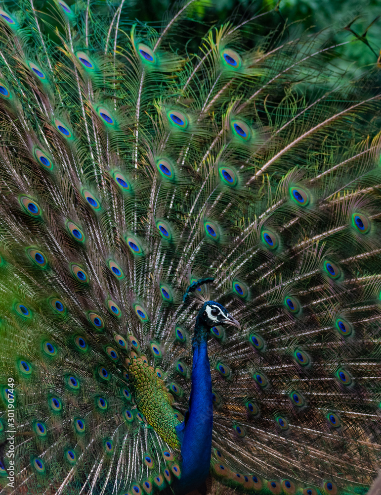 Fototapeta premium Deep Dive in colors