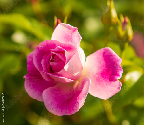 pink rose flower on a branch