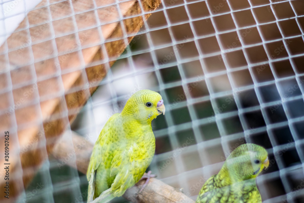 Fototapeta premium parrot in cage