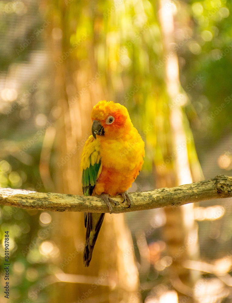 Yellow Bird Yellow Bird