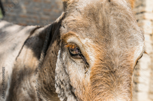 closeup of eye of an innocent sad donkey in an animal farm
