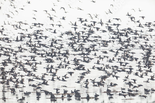 flock of flying ducks