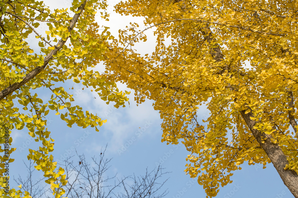 Yellow autumn leaves on Ginkgo biloba tree with blue sky background Yellow autumn leaves on Ginkgo biloba tree with blue sky background