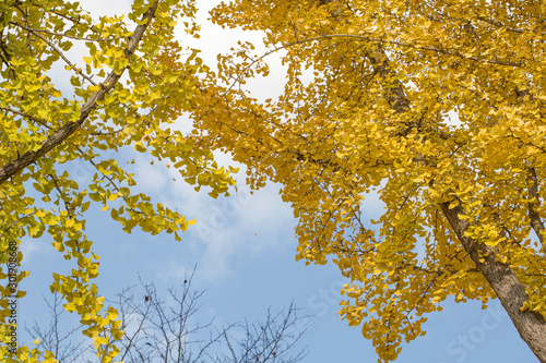 Yellow autumn leaves on Ginkgo biloba tree with blue sky background