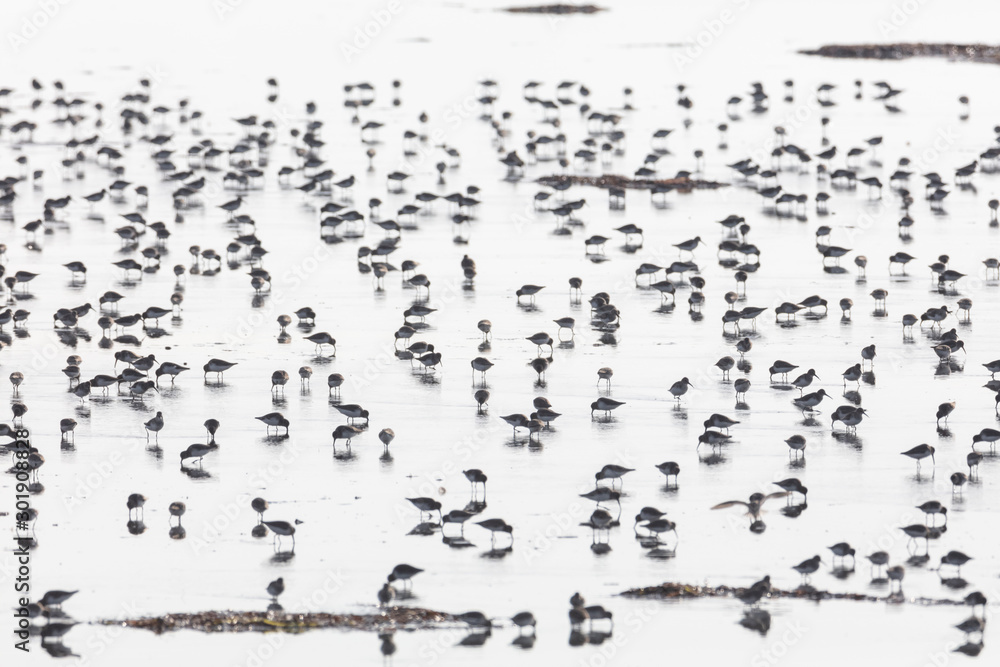 flock of dunlin flock of dunlin
