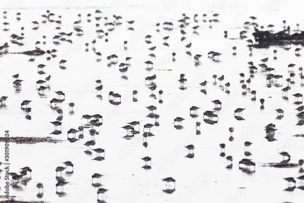 flock of dunlin flock of dunlin