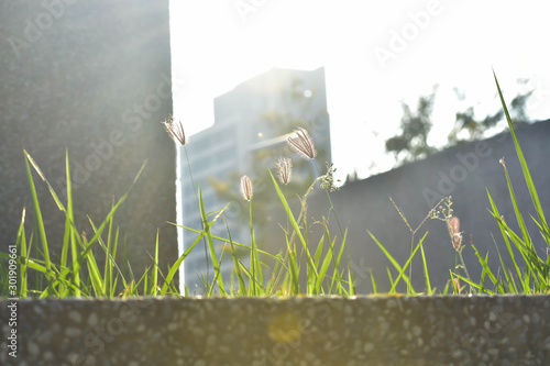 abstract background with grass and flowers