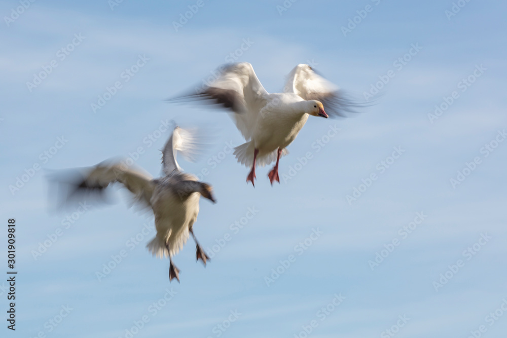 Fototapeta premium Flying Snow Geese with motion blur