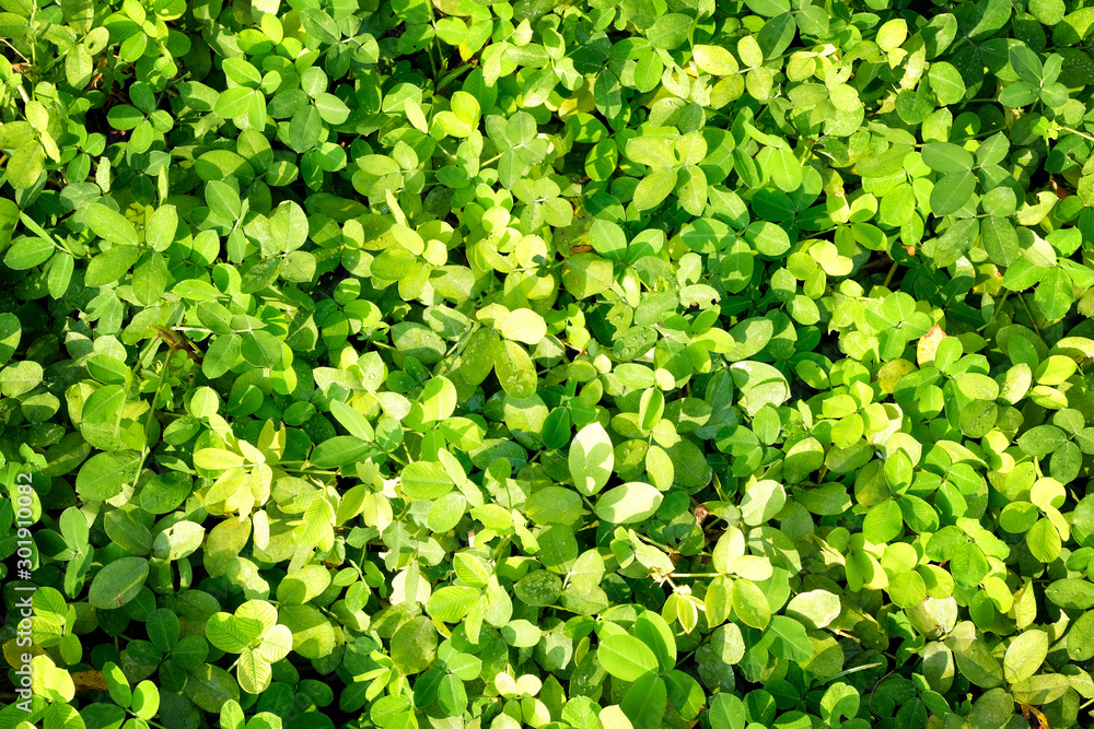 Obraz premium Close up nature background