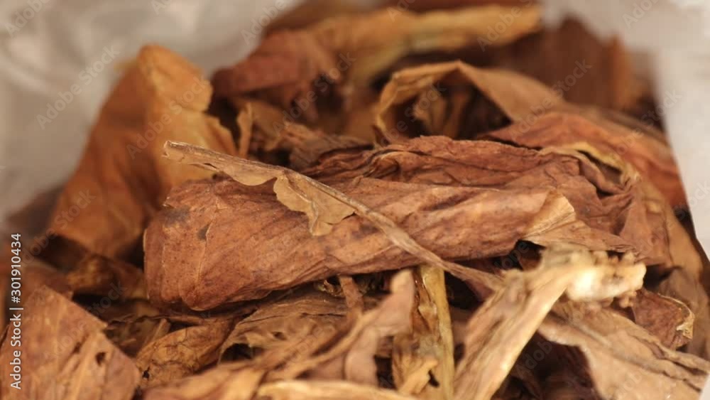 Dried and cured tobacco leaves Dried and cured tobacco leaves