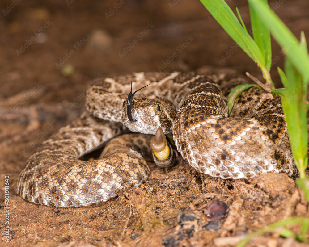 Western Diamondback Rattlesnake with tongue Western Diamondback Rattlesnake with tongue
