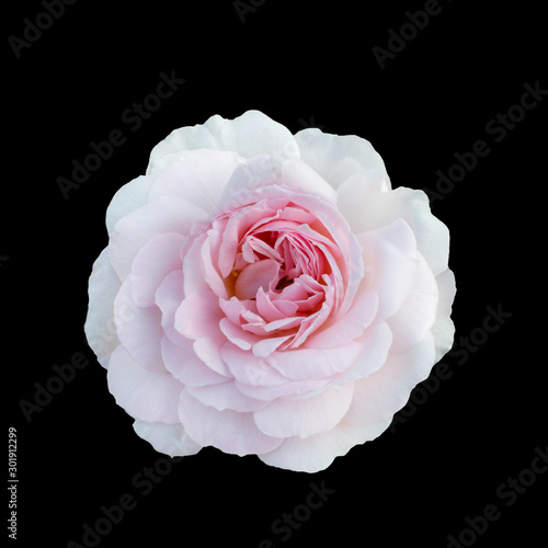 beautiful pink rose