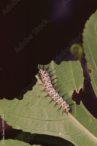 Zebra Longwing Butterfly Larva Caterpillar (Heliconius Charithonia)