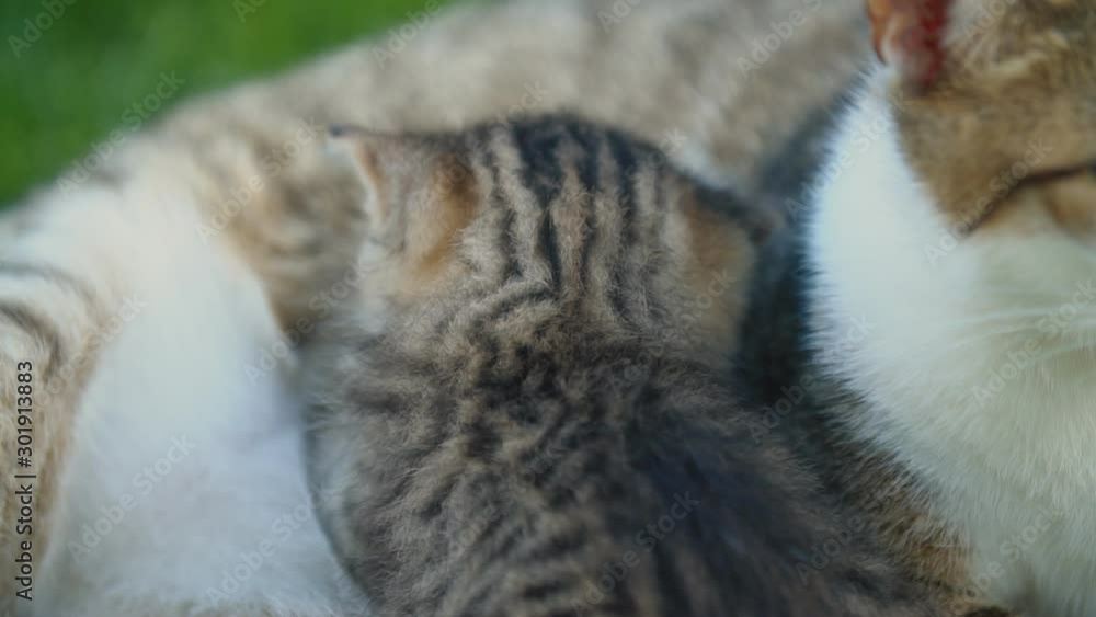 kitten sucks milk from his mom kitten sucks milk from his mom