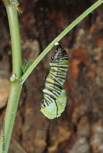 Monarch Butterfly Larva Chrysalis Stage 2 (Danaus Plexippus) Caterpillar into Chrysalis