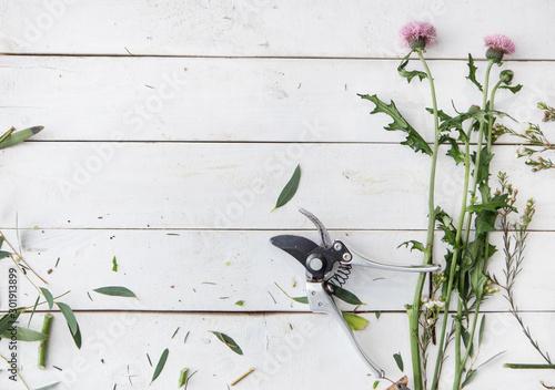 flowers on white background photo