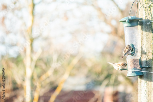 Birds eating from bird seed feeder, Bird wildlife photography © Joshua