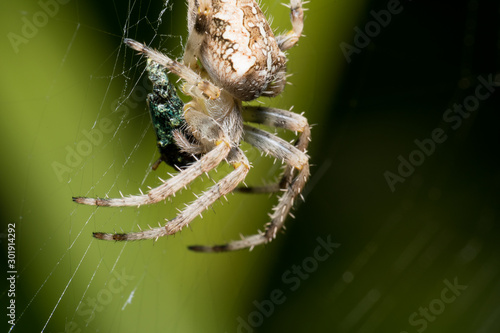 Nice macro photo of a spider with a natural green background