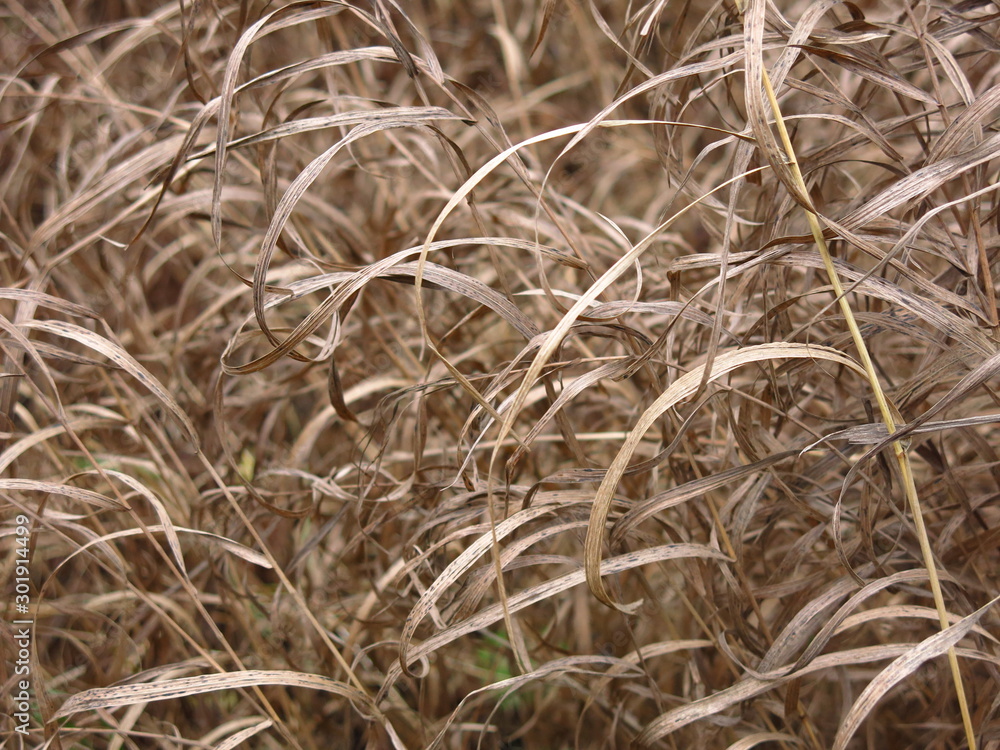 yellowed autumn grass with long leaves bows in the wind yellowed autumn grass with long leaves bows in the wind
