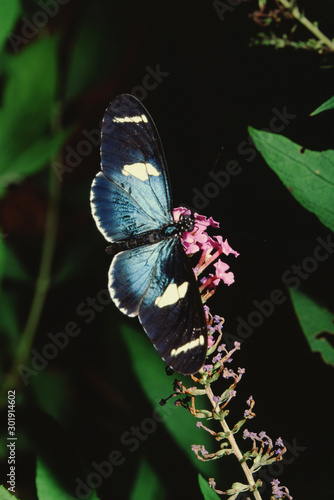 Sara Longwing Butterfly (Heliconius Sara) photo