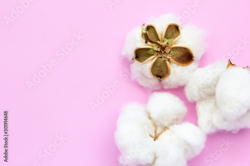 Natural cotton flowers on pink background. Delicate organic floral blossom, top view, flat lay.