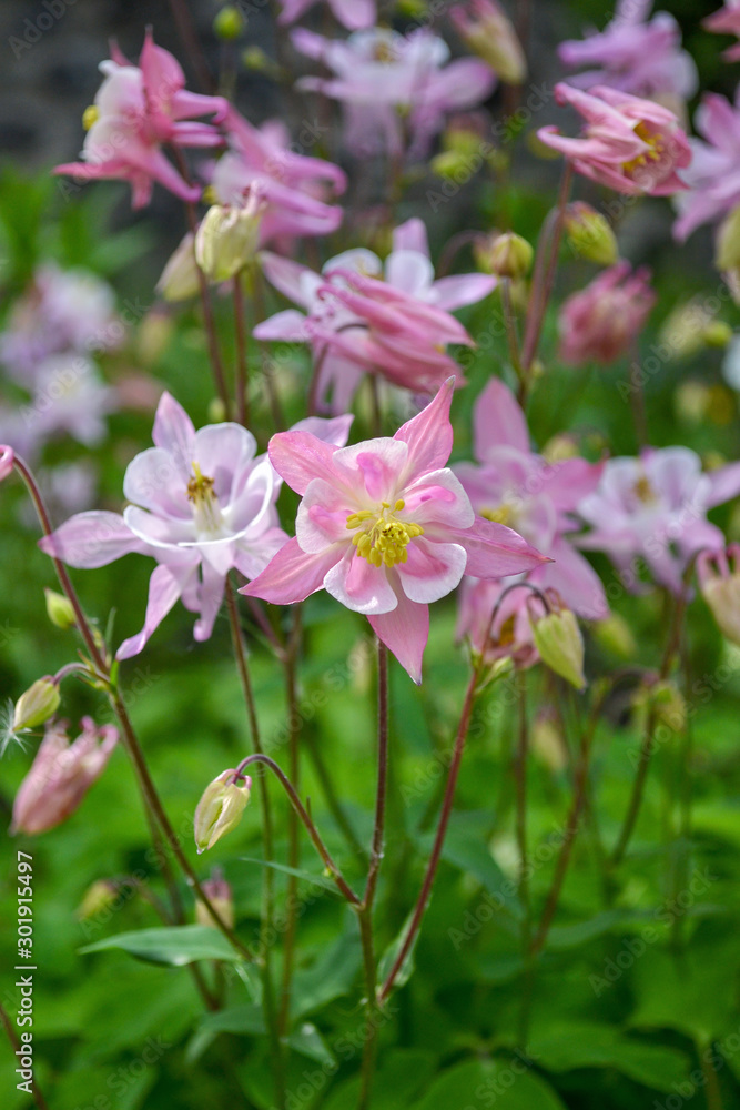 Aquilegia 'Origami Rose and White' flowers. Pink Columbine flower growing in the garden