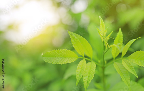 Fresh green nature tree leaves on blurred background in the morning sunlight. Natural background with copy space.