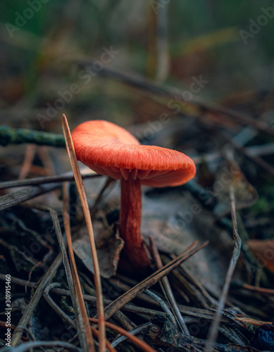 Mushroom photo