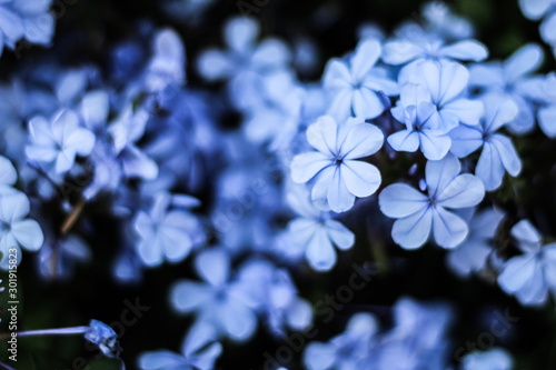 Perfect feminine background: light blue flowers, selective focus