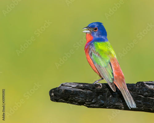 Painted Bunting on burnt log