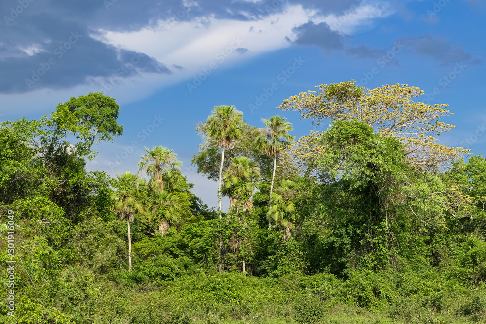 View to typical forest against blue sky and white clouds, Pantanal Wetlands, Mato Grosso, Brazil