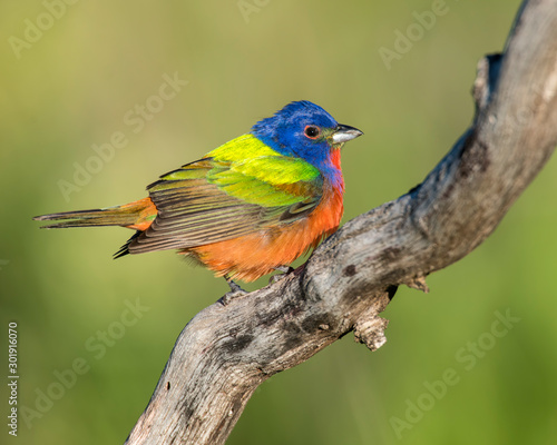 Painted Bunting on a perch