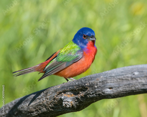 Painted Bunting on a perch © David McGowen