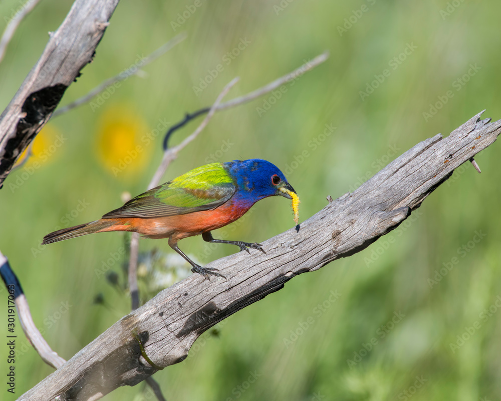 Painted Bunting with a worm