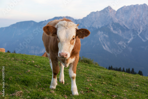 Calf  in a meadow in the Alps   Italy