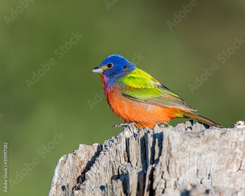 Painted Bunting on a stump