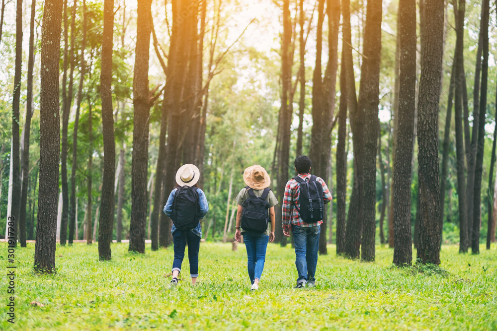 A group of travelers walking and looking into a beautiful pine woods