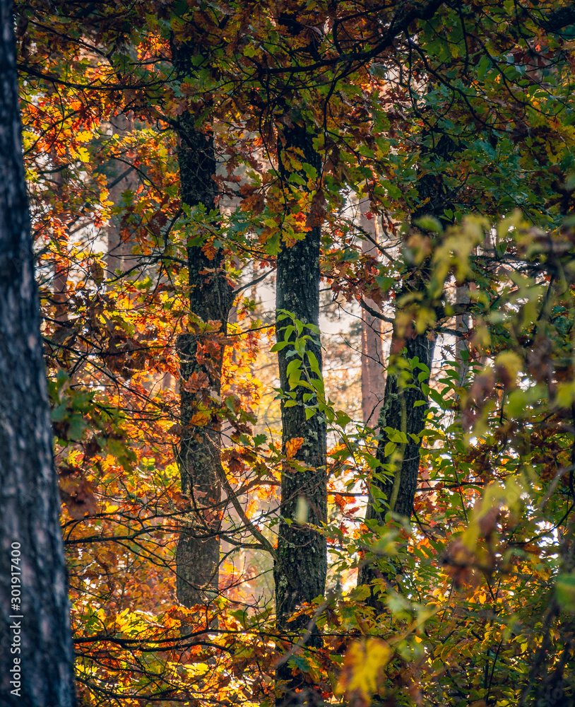 Obraz premium Sunrise on river