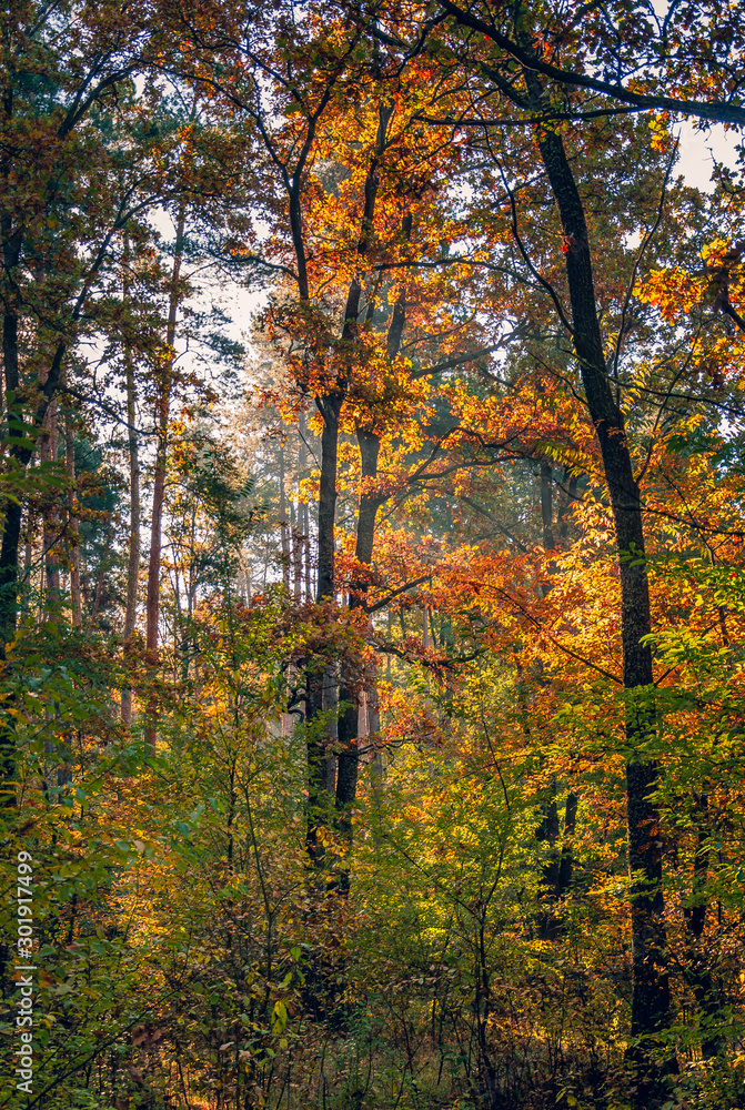 Obraz premium Sunrise on river