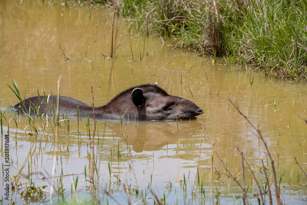 Fototapeta premium Side view of a Tapir resting in a muddy pond near the grassy edge, Pantanal Wetlands, Mato Grosso, Brazil